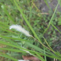 Imperata cylindrica (L.) P.Beauv.